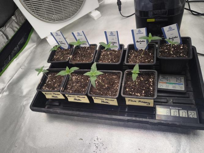 Zamnesia seeds. Week 2