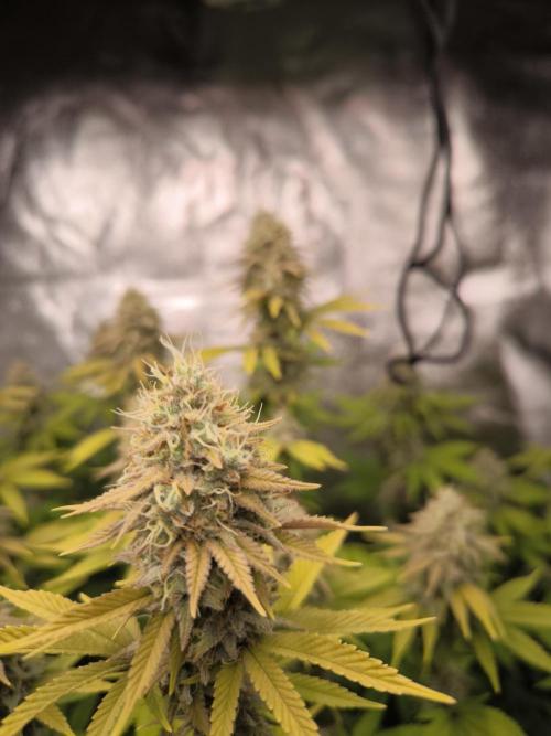 Sommervorbereitung. Week 15