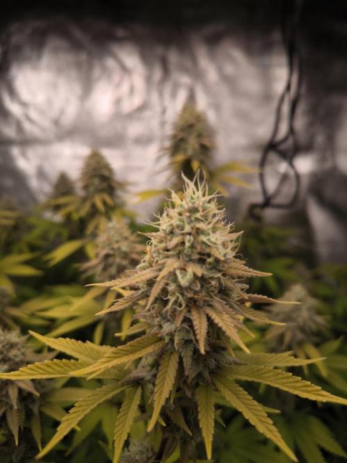 Sommervorbereitung. Week 15