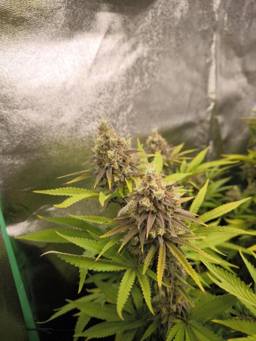 Sommervorbereitung. Week 15