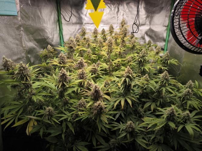 Sommervorbereitung. Week 15