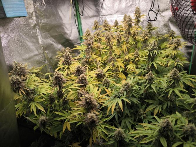 Sommervorbereitung. Week 15