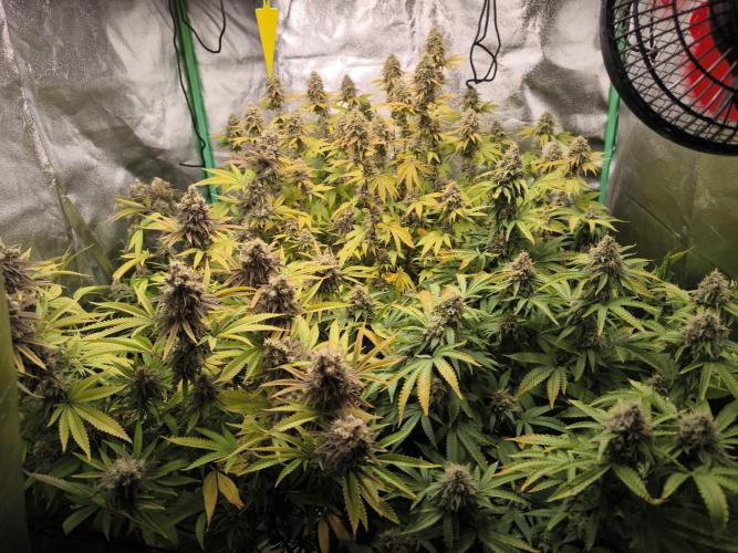 Sommervorbereitung. Week 15