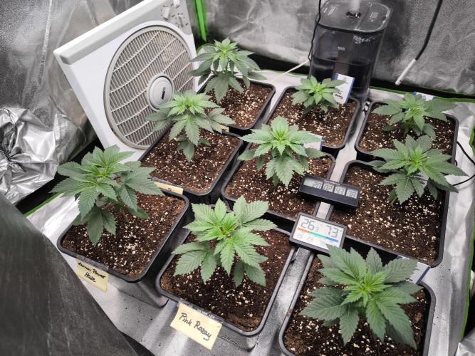 Zamnesia seeds. Week 3