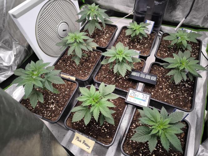 Zamnesia seeds. Week 3