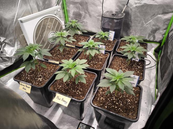 Zamnesia seeds. Week 3