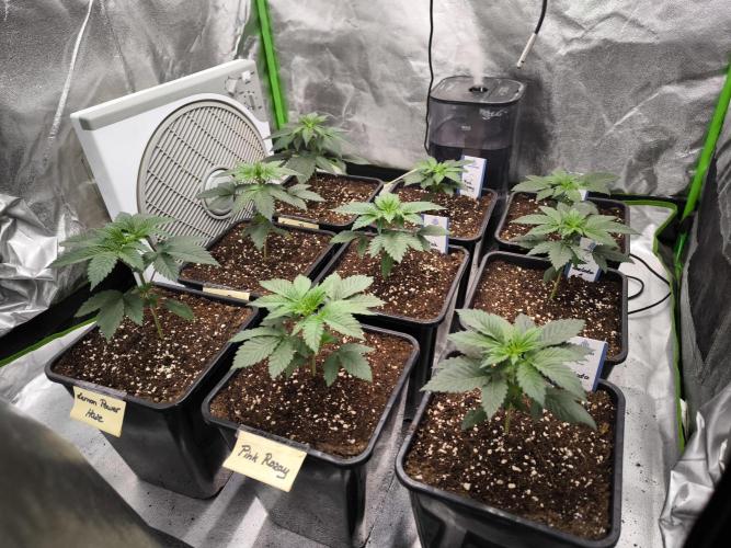 Zamnesia seeds. Week 3