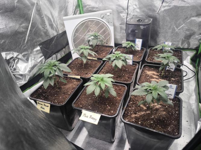 Zamnesia seeds. Week 3