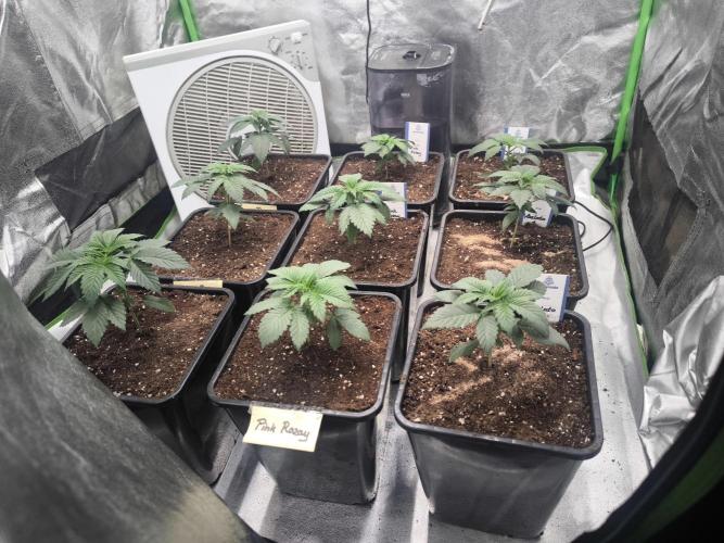 Zamnesia seeds. Week 3