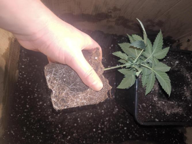 Zamnesia seeds. Week 3