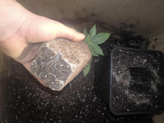 Zamnesia seeds. Week 3