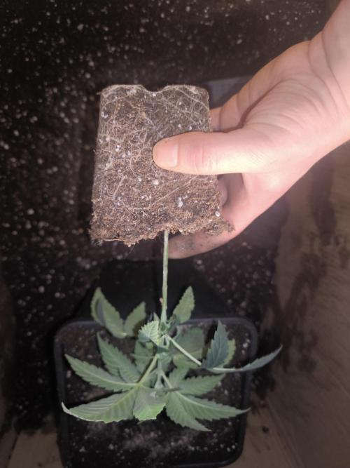 Zamnesia seeds. Week 3