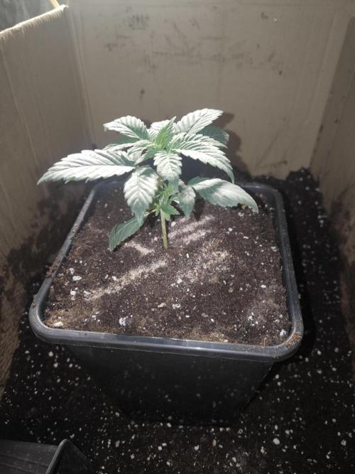 Zamnesia seeds. Week 3