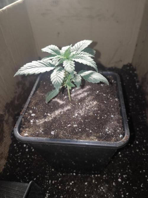 Zamnesia seeds. Week 3
