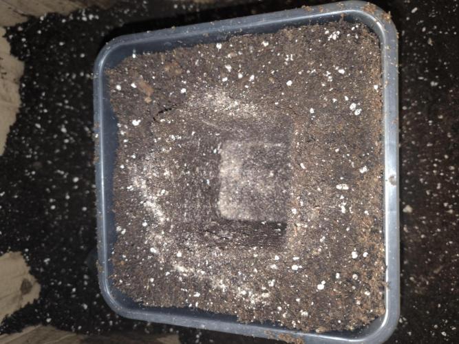 Zamnesia seeds. Week 3