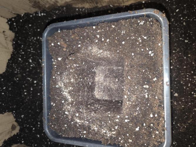 Zamnesia seeds. Week 3