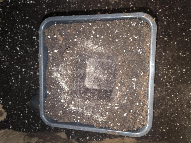 Zamnesia seeds. Week 3