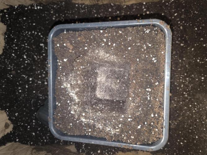 Zamnesia seeds. Week 3