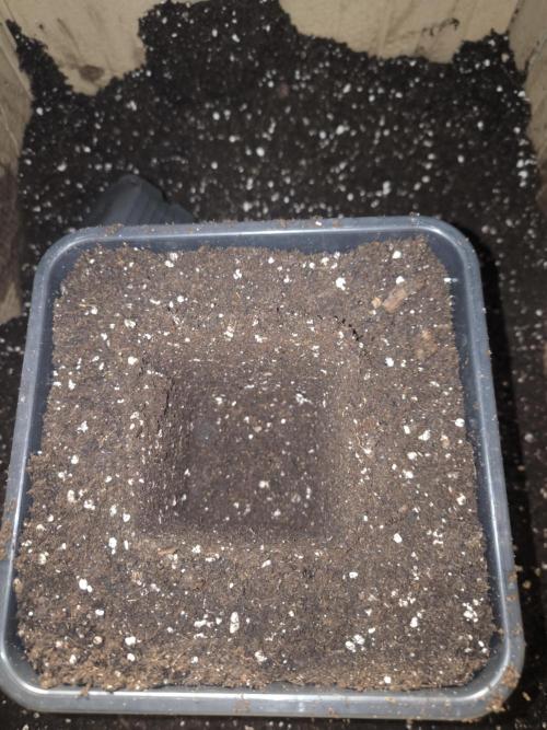 Zamnesia seeds. Week 3