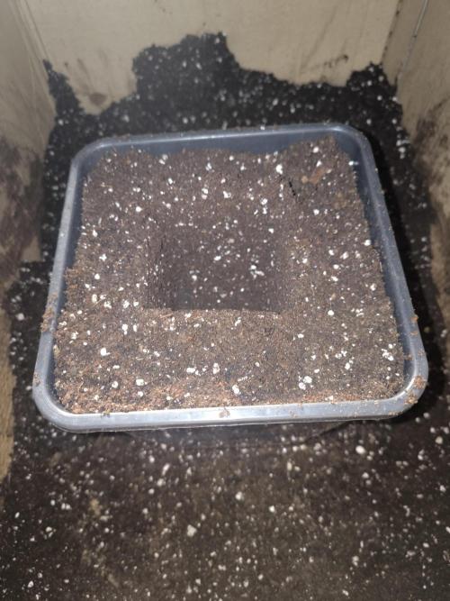 Zamnesia seeds. Week 3