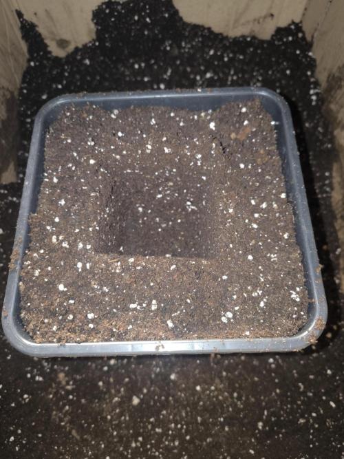 Zamnesia seeds. Week 3