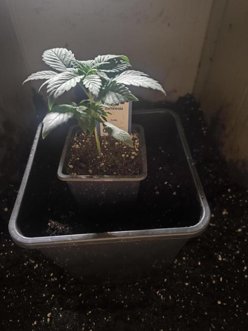 Zamnesia seeds. Week 3