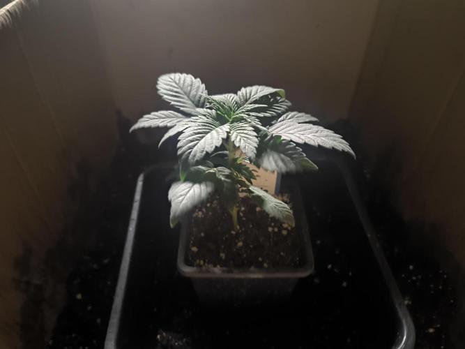 Zamnesia seeds. Week 3