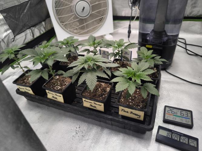 Zamnesia seeds. Week 3