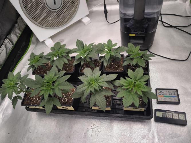 Zamnesia seeds. Week 3