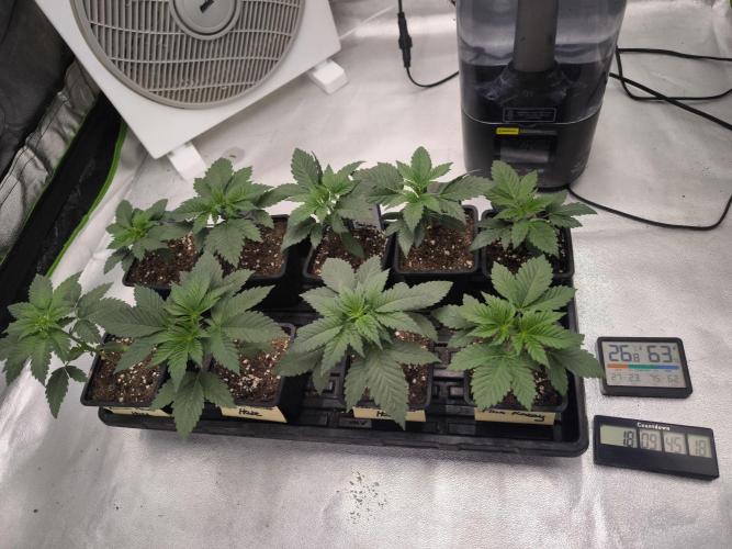 Zamnesia seeds. Week 3