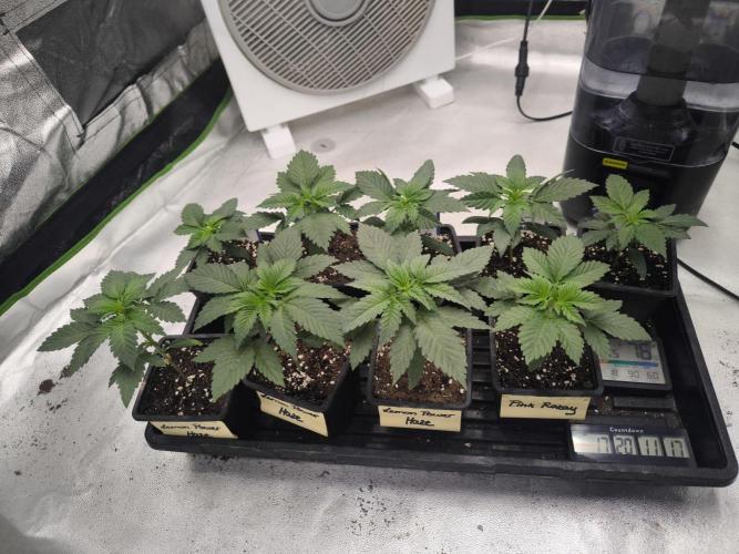 Zamnesia seeds. Week 3
