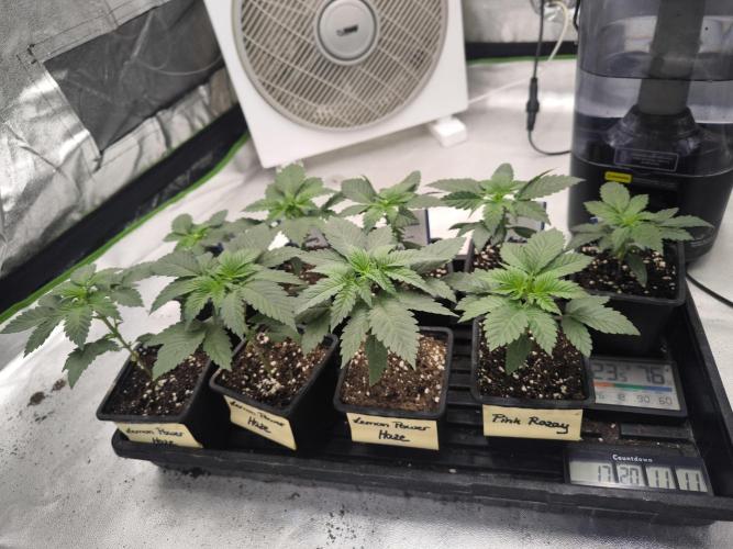 Zamnesia seeds. Week 3