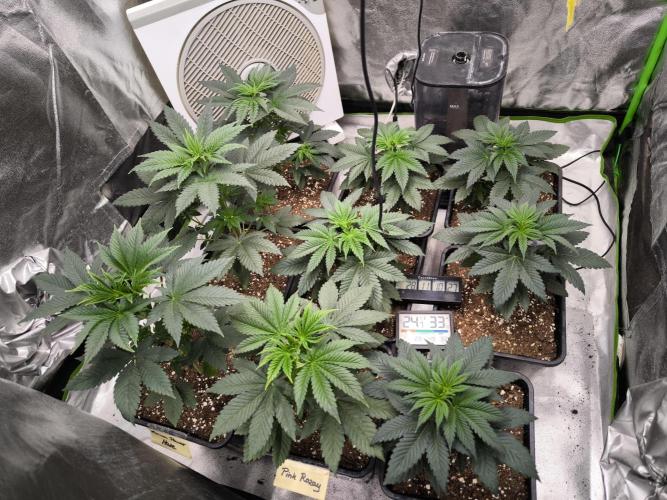 ZAMMIGROW2024. Week 4