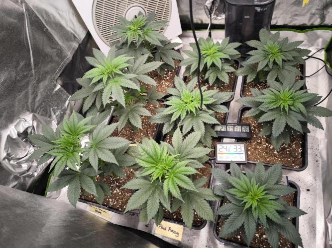 ZAMMIGROW2024. Week 4