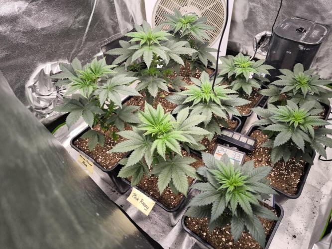 ZAMMIGROW2024. Week 4