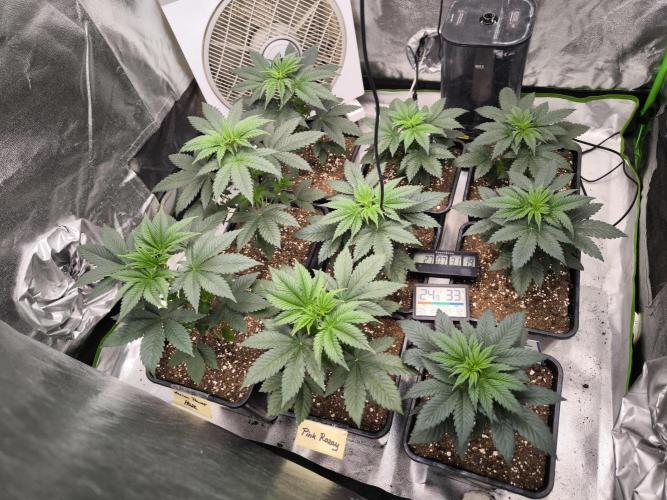 ZAMMIGROW2024. Week 4