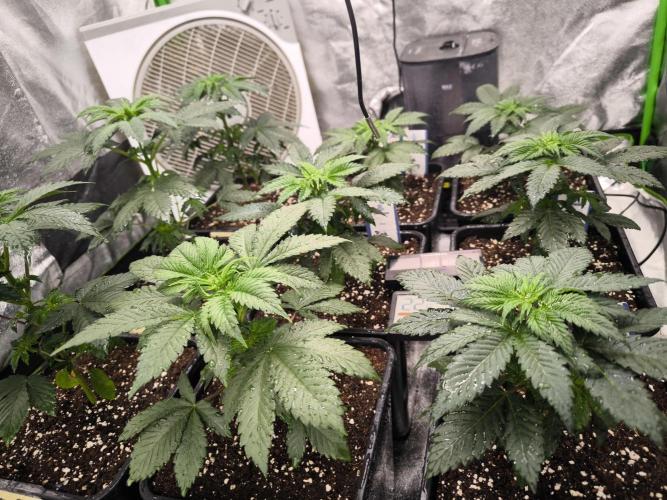 ZAMMIGROW2024. Week 4