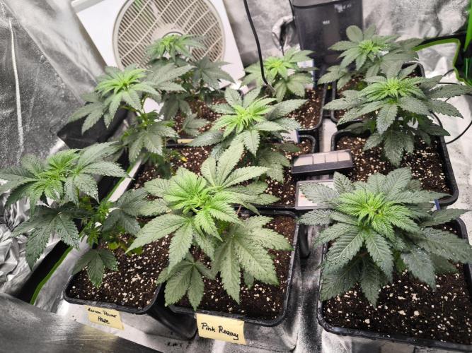 ZAMMIGROW2024. Week 4