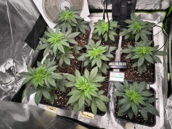 ZAMMIGROW2024. Week 4