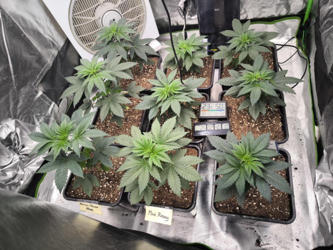 ZAMMIGROW2024. Week 4