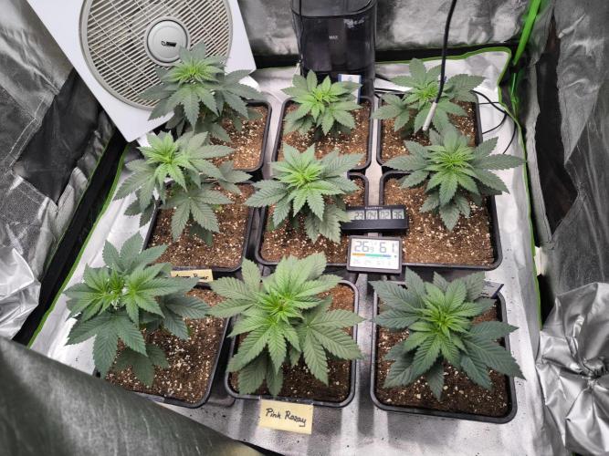 ZAMMIGROW2024. Week 4
