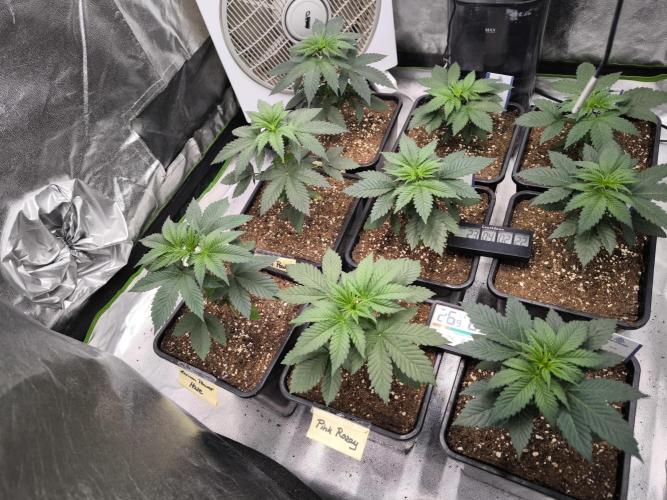 ZAMMIGROW2024. Week 4