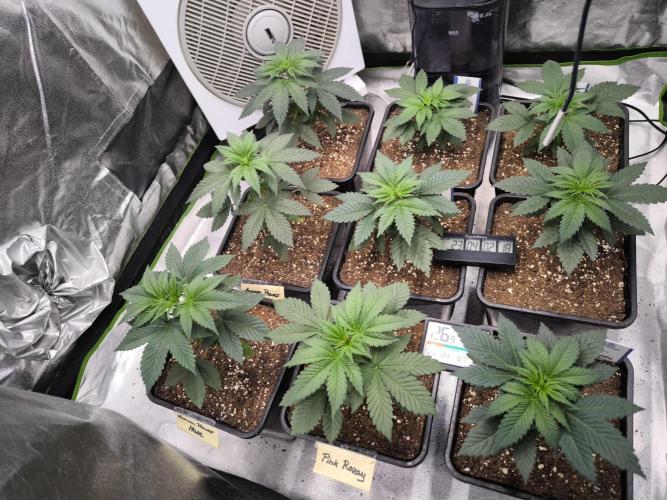ZAMMIGROW2024. Week 4