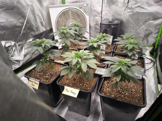 ZAMMIGROW2024. Week 4
