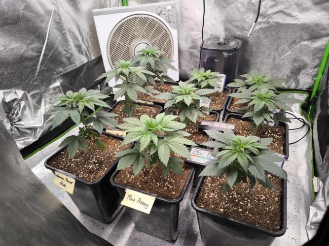 ZAMMIGROW2024. Week 4