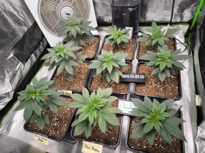 ZAMMIGROW2024. Week 4