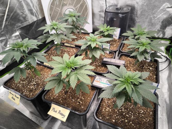 ZAMMIGROW2024. Week 4