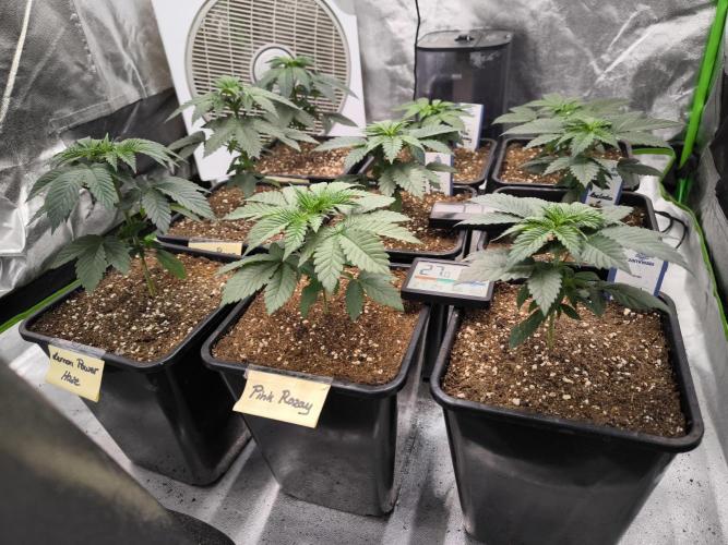 ZAMMIGROW2024. Week 4