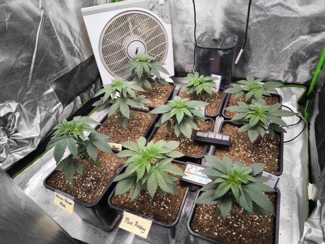 ZAMMIGROW2024. Week 4