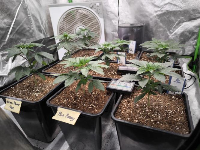 ZAMMIGROW2024. Week 4